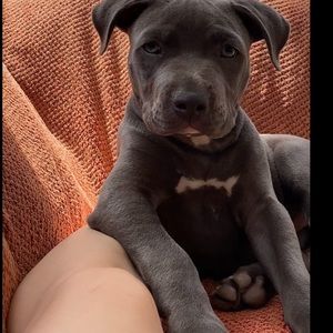 Meet your Posher, Mia